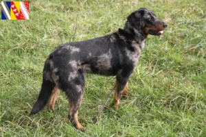 Read more about the article Beauceron breeders and puppies in Grand Est