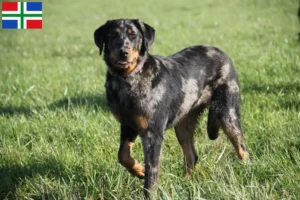 Read more about the article Beauceron breeders and puppies in Groningen