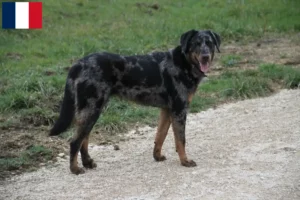 Read more about the article Beauceron breeders and puppies in Guadeloupe