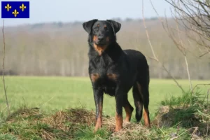 Read more about the article Beauceron breeders and puppies in Île-de-France