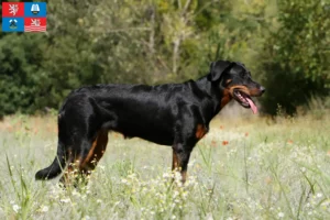 Read more about the article Beauceron breeders and puppies in Karlsbad