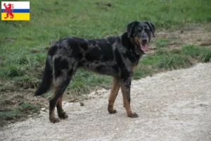 Read more about the article Beauceron breeders and puppies in Limburg