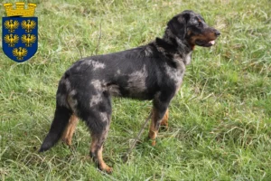 Read more about the article Beauceron breeders and puppies in Lower Austria