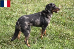 Read more about the article Beauceron breeders and puppies in Martinique