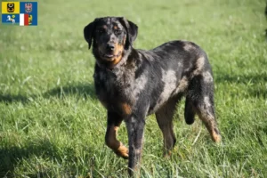 Read more about the article Beauceron breeders and puppies in Moravia-Silesia