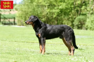 Read more about the article Beauceron breeders and puppies in Normandy