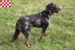 Read more about the article Beauceron breeders and puppies in North Brabant