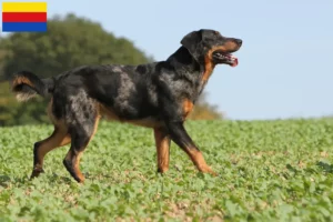 Read more about the article Beauceron breeders and puppies in North Holland