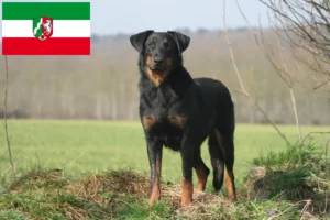 Read more about the article Beauceron breeders and puppies in North Rhine-Westphalia
