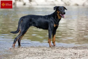 Read more about the article Beauceron breeders and puppies in Occitania