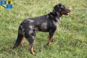 Read more about the article Beauceron breeders and puppies in Olomouc
