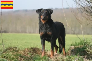Read more about the article Beauceron breeders and puppies in Overijssel