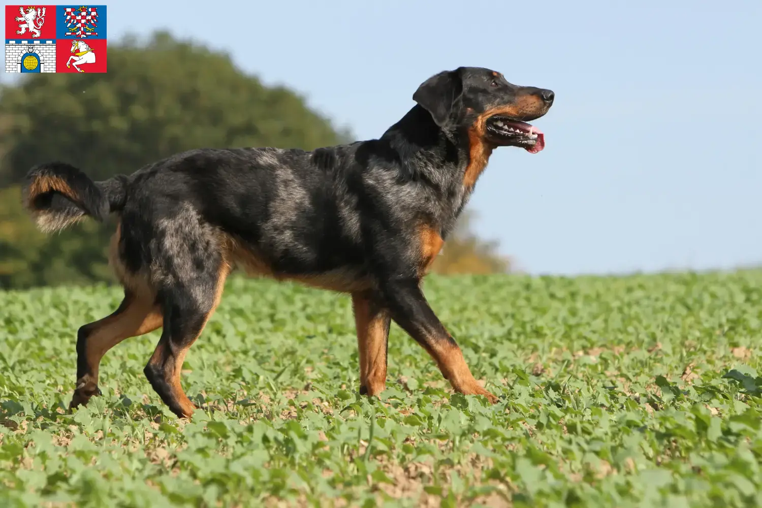 Read more about the article Beauceron breeders and puppies in Pardubice