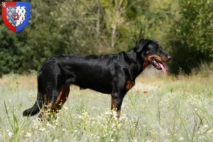 Read more about the article Beauceron breeders and puppies in Pays de la Loire