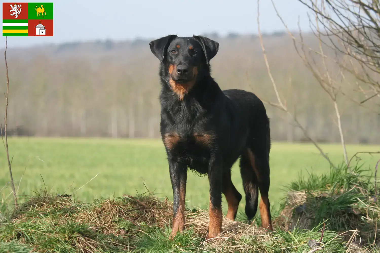 Read more about the article Beauceron breeders and puppies in Pilsen
