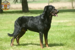 Read more about the article Beauceron breeders and puppies in Prague