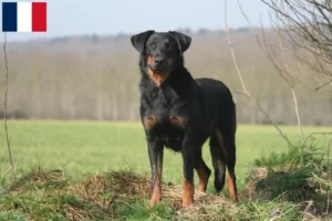 Read more about the article Beauceron breeders and puppies on Réunion