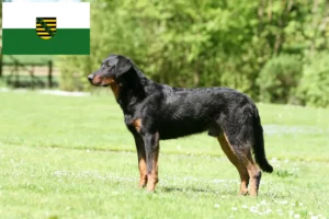 Read more about the article Beauceron breeders and puppies in Saxony