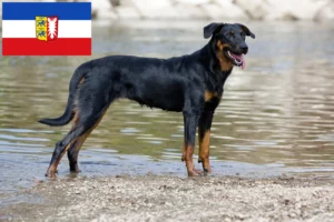 Read more about the article Beauceron breeders and puppies in Schleswig-Holstein