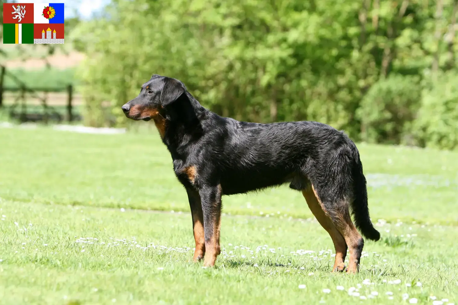 Read more about the article Beauceron breeders and puppies in South Bohemia