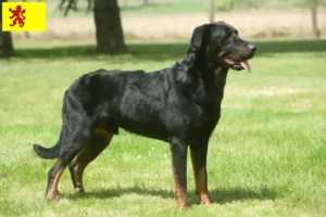 Read more about the article Beauceron breeders and puppies in South Holland