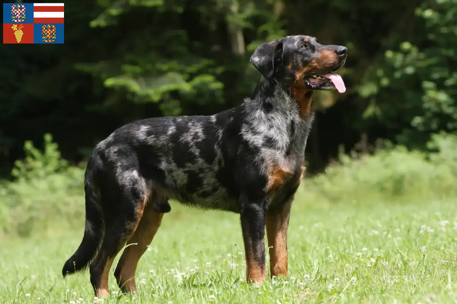 Read more about the article Beauceron breeders and puppies in South Moravia