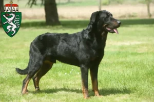 Read more about the article Beauceron breeders and puppies in Styria