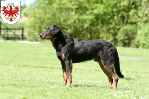 Read more about the article Beauceron breeders and puppies in Tirol