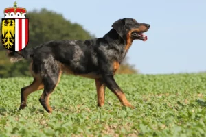 Read more about the article Beauceron breeders and puppies in Upper Austria