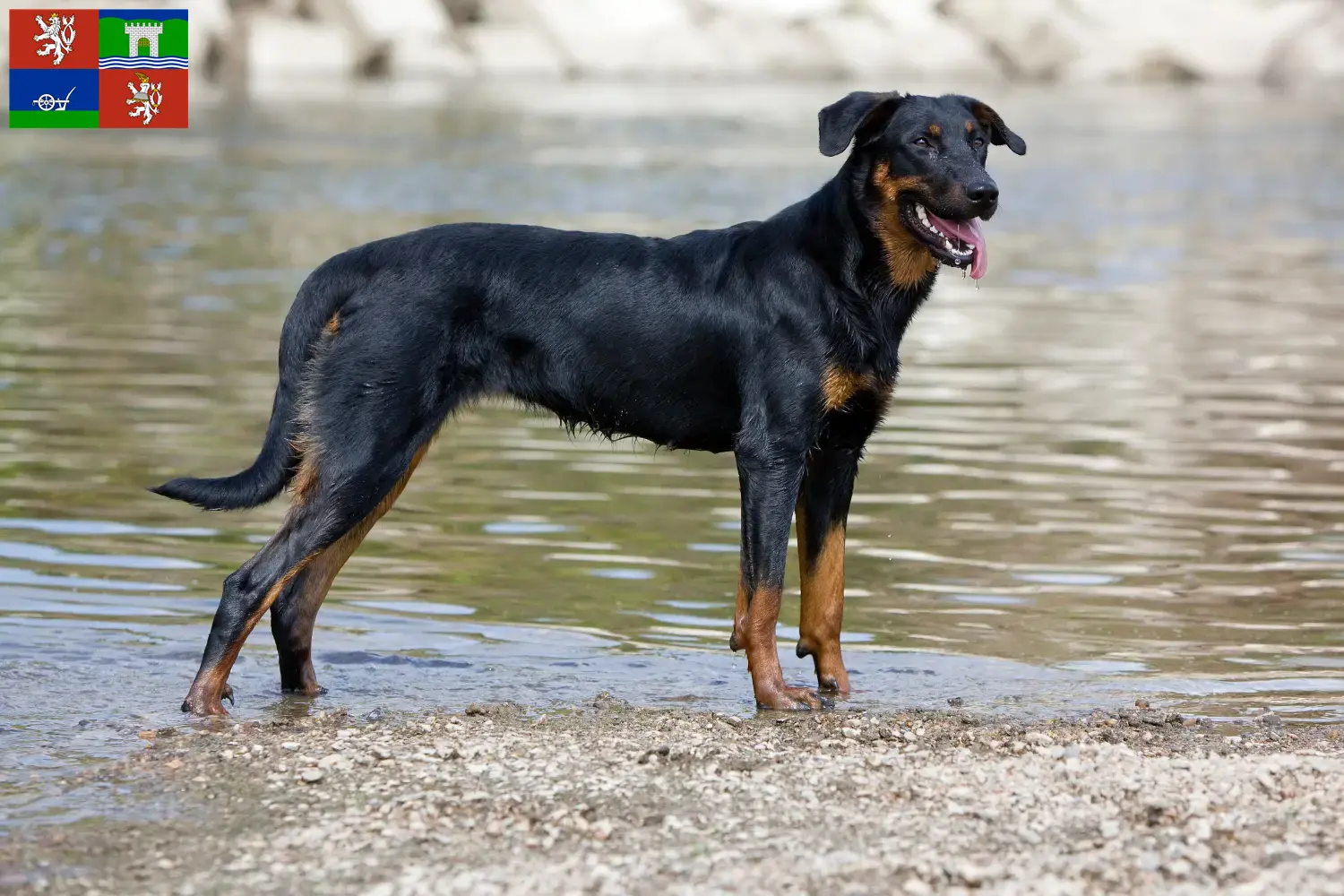 Read more about the article Beauceron breeders and puppies in Ústí