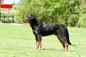 Read more about the article Beauceron breeders and puppies in Utrecht