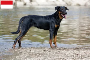 Read more about the article Beauceron breeders and puppies in Vienna