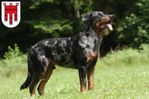 Read more about the article Beauceron breeders and puppies in Vorarlberg