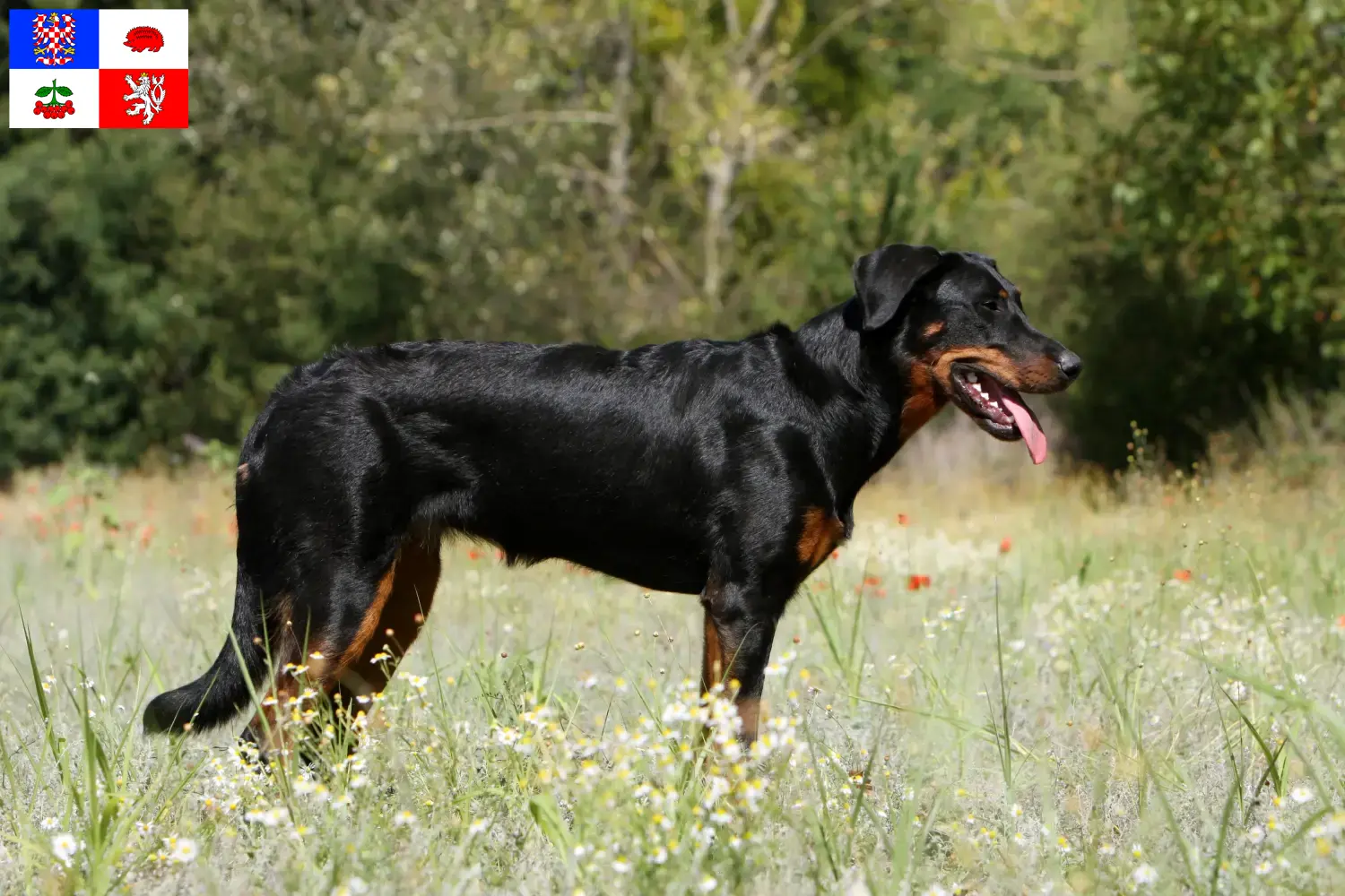 Read more about the article Beauceron breeders and puppies in Vysočina