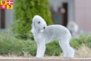 Read more about the article Bedlington Terrier breeders and puppies in Auvergne-Rhône-Alpes