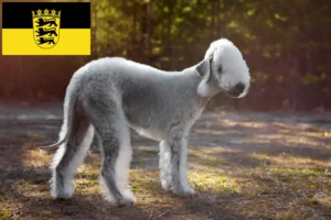 Read more about the article Bedlington Terrier breeders and puppies in Baden-Württemberg