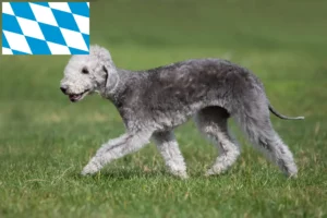 Read more about the article Bedlington Terrier breeders and puppies in Bavaria