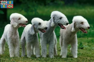 Read more about the article Bedlington Terrier breeders and puppies in Bourgogne-Franche-Comté