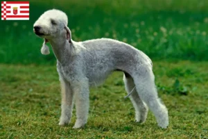 Read more about the article Bedlington Terrier breeders and puppies in Bremen