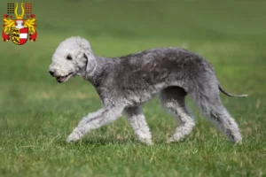 Read more about the article Bedlington Terrier breeders and puppies in Carinthia