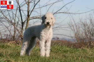 Read more about the article Bedlington Terrier breeders and puppies in Central Bohemia