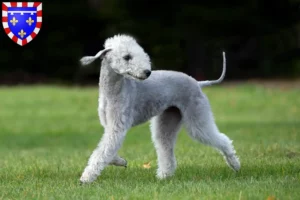 Read more about the article Bedlington Terrier breeders and puppies in Centre-Val de Loire