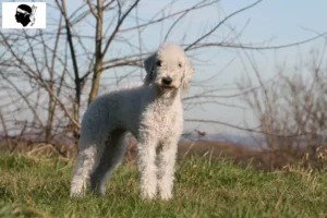 Read more about the article Bedlington Terrier breeders and puppies in Corsica