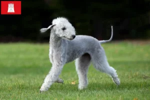 Read more about the article Bedlington Terrier breeders and puppies in Hamburg