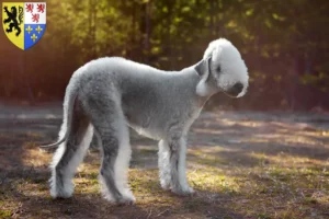 Read more about the article Bedlington Terrier breeders and puppies in Hauts-de-France