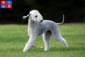 Read more about the article Bedlington Terrier breeders and puppies in Hradec Králové
