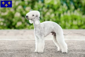 Read more about the article Bedlington Terrier breeders and puppies in Île-de-France