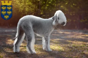 Read more about the article Bedlington Terrier breeders and puppies in Lower Austria