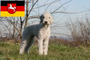 Read more about the article Bedlington Terrier breeders and puppies in Lower Saxony