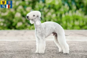 Read more about the article Bedlington Terrier breeders and puppies in Moravia-Silesia
